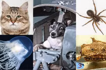 Những con vật hy sinh tính mạng vì bay vào vũ trụ