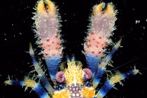 Cận cảnh loài tôm hùm sặc sỡ nhất hành tinh 