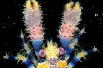 Cận cảnh loài tôm hùm sặc sỡ nhất hành tinh 