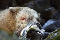 Chiêu săn mồi đẫm máu của gấu trắng Kermode