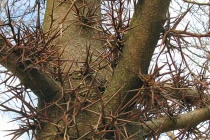 Rùng mình với những thân cây mang họ nhím