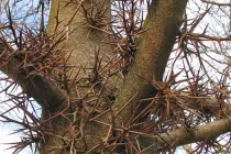 Rùng mình với những thân cây mang họ nhím