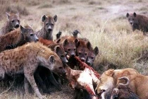 Rùng mình xem linh cẩu săn mồi đẫm máu (2) 