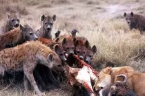 Rùng mình xem linh cẩu săn mồi đẫm máu (2) 