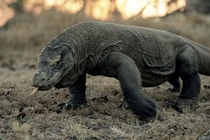 Những động vật có cơ chế sinh tồn cực độc, dị (1)