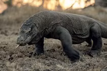 Những động vật có cơ chế sinh tồn cực độc, dị (1)