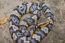 Chiêu trò dụ mồi tài tình của động vật 