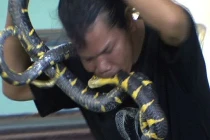 Kinh hãi cảnh người dùng miệng hôn, cắn rắn độc