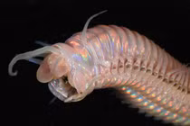 Những “quái vật” sống dai dẳng ở núi lửa dưới biển