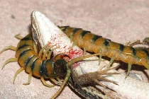 Những màn giết mồi kinh dị của rết (2)