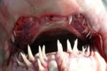 Bí ẩn ít người biết về cá mập 