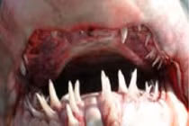 Bí ẩn ít người biết về cá mập 