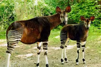 Xem bản sao thời hiện đại của sinh vật thần thoại