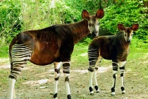 Xem bản sao thời hiện đại của sinh vật thần thoại