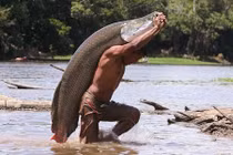 Cá “khổng lồ” ở sông Amazon sắp tuyệt chủng