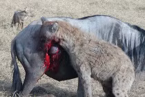 Rùng mình xem linh cẩu săn mồi đẫm máu 