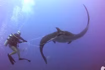 Cá đuối khổng lồ cầu cứu thợ lặn vì mắc kẹt