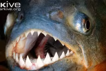 Dân Anh phát sốt khi ác quỷ ăn thịt xuất hiện