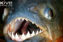 Dân Anh phát sốt khi ác quỷ ăn thịt xuất hiện