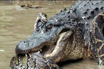 Kinh hoàng xem rắn hỗn chiến (9)