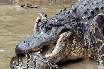 Kinh hoàng xem rắn hỗn chiến (9)