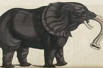 Ảnh gây kinh ngạc về động vật từ thế kỷ 16 (1)