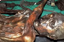 Top khám phá kỳ quái nhất trong các tảng băng