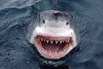 Khám phá không tưởng về sinh vật biển 