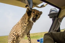 Thót tim xem báo tấn công ô tô