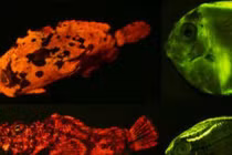 Ánh sáng vô hình động vật dùng hút bạn tình