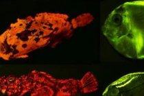 Ánh sáng vô hình động vật dùng hút bạn tình