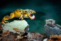 Ếch lực sĩ dùng lưỡi nâng mồi nặng gấp 3 cơ thể