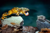 Ếch lực sĩ dùng lưỡi nâng mồi nặng gấp 3 cơ thể