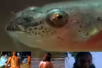 Cận cảnh loài cá kinh dị, hút máu như ma cà rồng