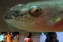 Cận cảnh loài cá kinh dị, hút máu như ma cà rồng