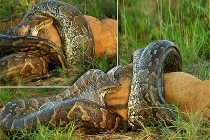 Kinh hoàng xem rắn hỗn chiến (23)