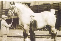 Những chú ngựa khủng nhất thế giới