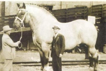 Những chú ngựa khủng nhất thế giới