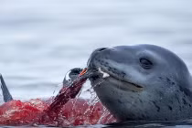 Màn vờn chim cánh cụt đẫm máu của hải cẩu