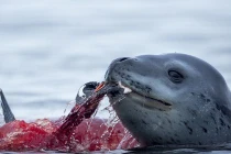 Màn vờn chim cánh cụt đẫm máu của hải cẩu