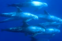 Điểm danh những loài cá heo đáng sợ nhất