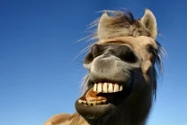 Top sự thật khó tưởng tượng về ngựa