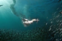 Màn săn mồi đẳng cấp của ó biển