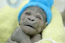 Tận mục ca sinh con như người của khỉ đột