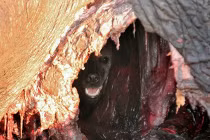 Linh cẩu xảo quyệt lừa sư tử bằng xác voi khủng 