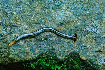 Những khả năng siêu nhân của sinh vật biển