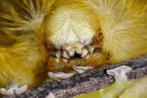 10 loài côn trùng khiến người ta sởn gai ốc