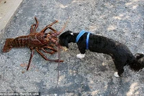 Bắt được tôm hùm to gần bằng chó, ước tính 70 tuổi