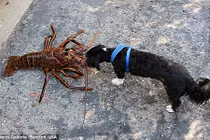 Bắt được tôm hùm to gần bằng chó, ước tính 70 tuổi