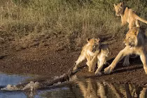 Sư tử khát nước bị cá sấu dọa cho khiếp vía